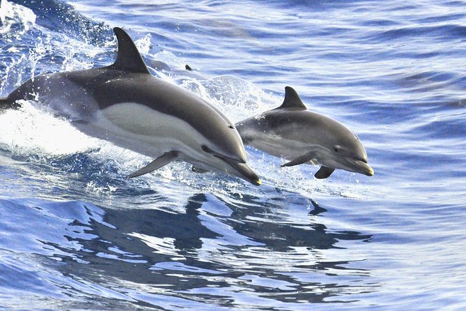 Whales & Dolphins watching in exclusive sailboat - Swim Break and Snorkeling: Great Add-On, Easy to Handle