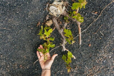 Wine Lovers: Wine Tasting Tour at El Grifo Bodega Lanzarote - The 2-hour flow: how the tour fits without feeling rushed