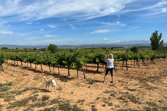 Wine Tasting in Three Boutique Wineries Tour - Max 8 people - Felix Massana Rafols: underground cellars carved by hand