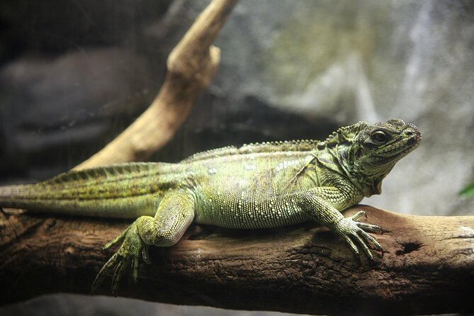 Zaragoza Aquarium Admission Ticket - Key things to know before you buy