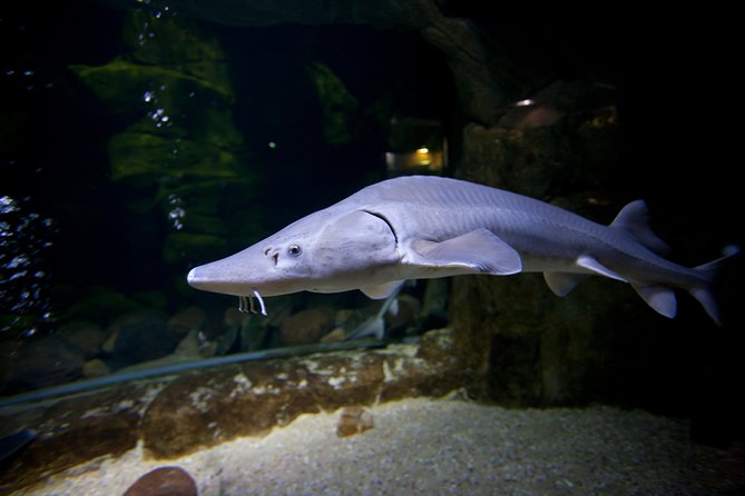 Zaragoza Aquarium Admission Ticket - Zaragoza Aquarium Admission Ticket: how this place is built for river lovers