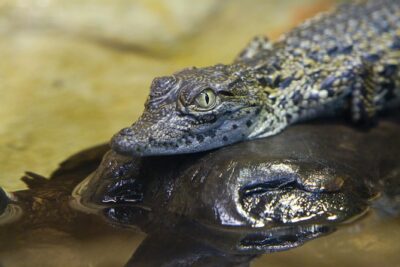 Zaragoza Aquarium Admission Ticket - What you’re really getting with the ticket