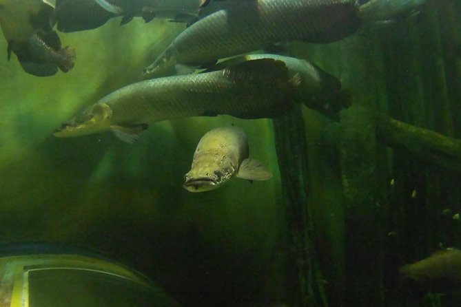 Zaragoza Aquarium Admission Ticket - Timing, crowd expectations, and how to plan your visit