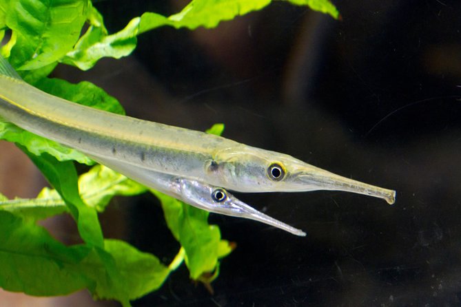 Zaragoza Aquarium Admission Ticket - The honest trade-offs: signage, tank variety, and expecting perfection