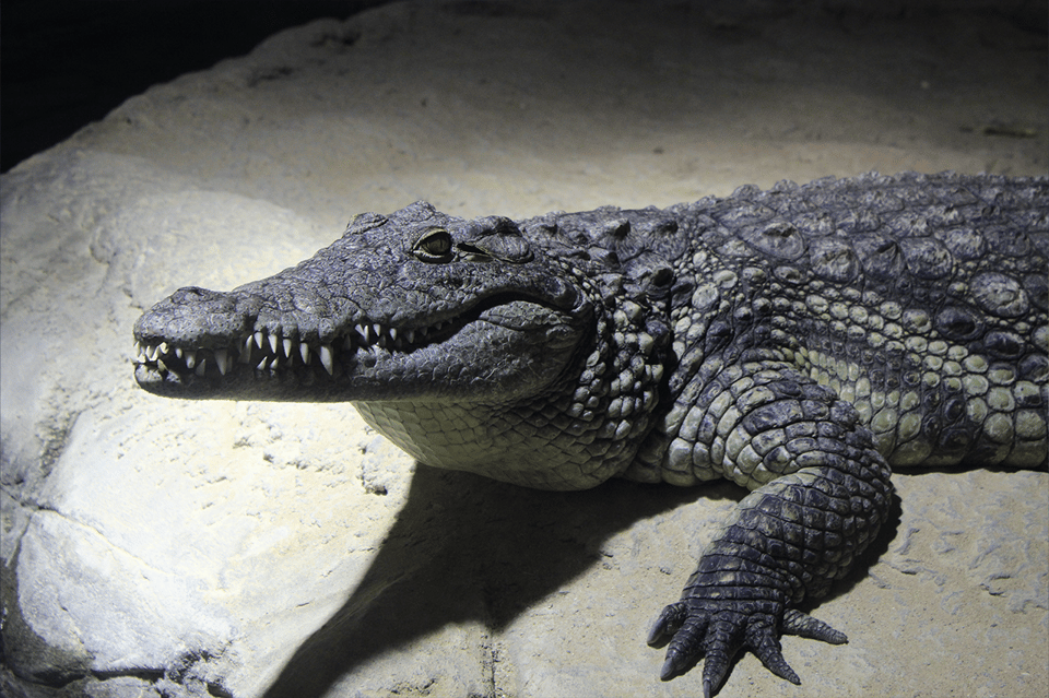 Zaragoza : Aquarium entry ticket - Practical details that make or break your day