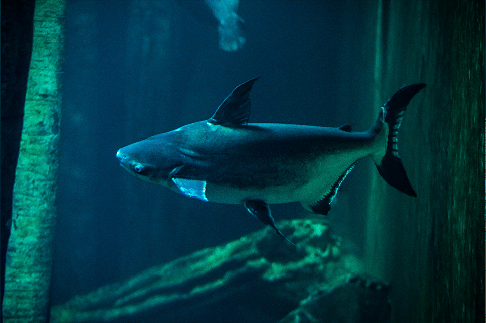 Zaragoza : Aquarium entry ticket - Why Zaragoza’s River Aquarium feels different than a standard fish tank