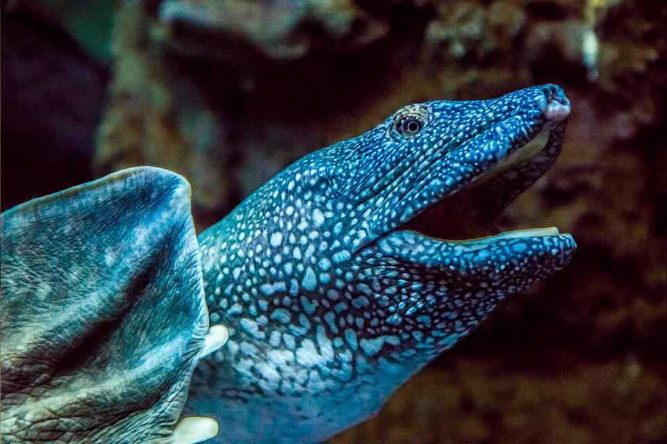 Zaragoza : Aquarium entry ticket - The river ecosystem idea: your best way to enjoy it