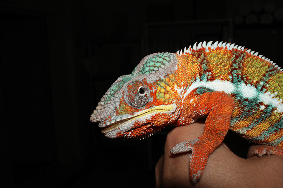 Zaragoza : Aquarium entry ticket - Reptile and arthropod workshops: the most memorable included add-on