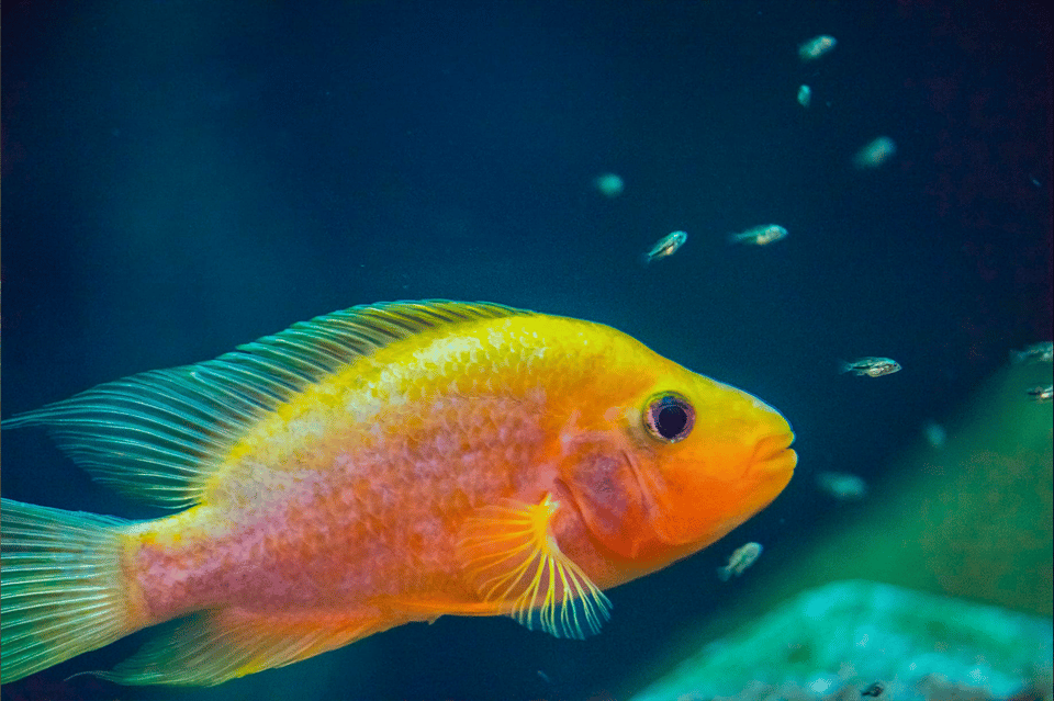 Zaragoza : Aquarium entry ticket - Planning your route: how to avoid rushing the tanks