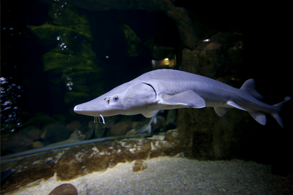Zaragoza : Aquarium entry ticket - Price and value: is $22 a fair deal?