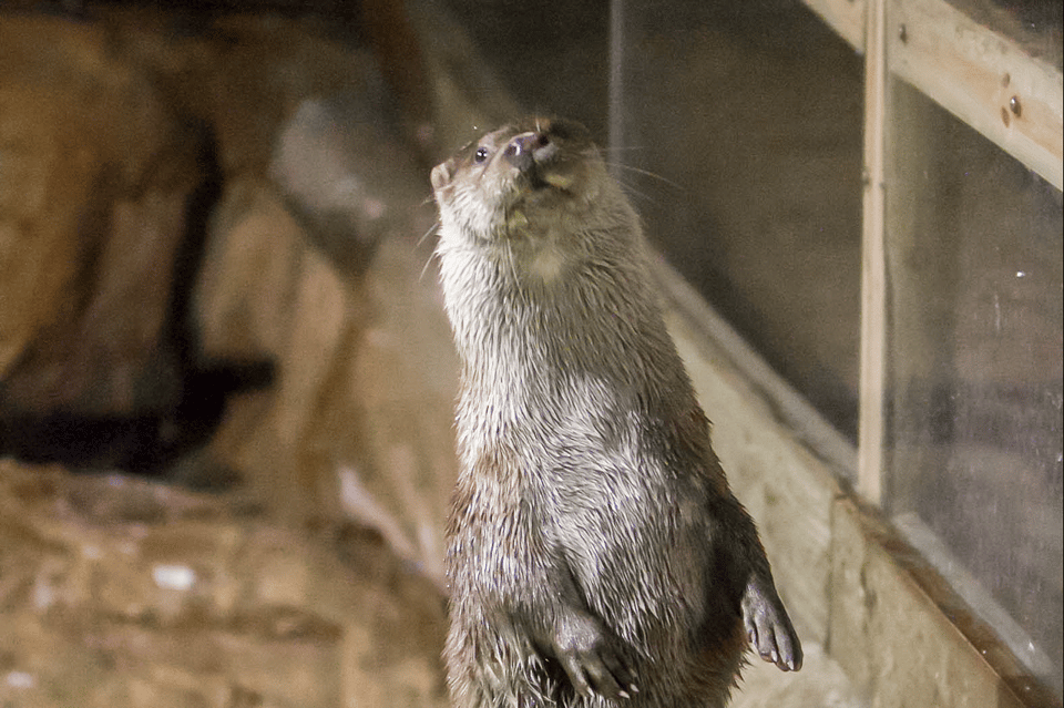 Zaragoza : Aquarium entry ticket - A note on animal welfare concerns