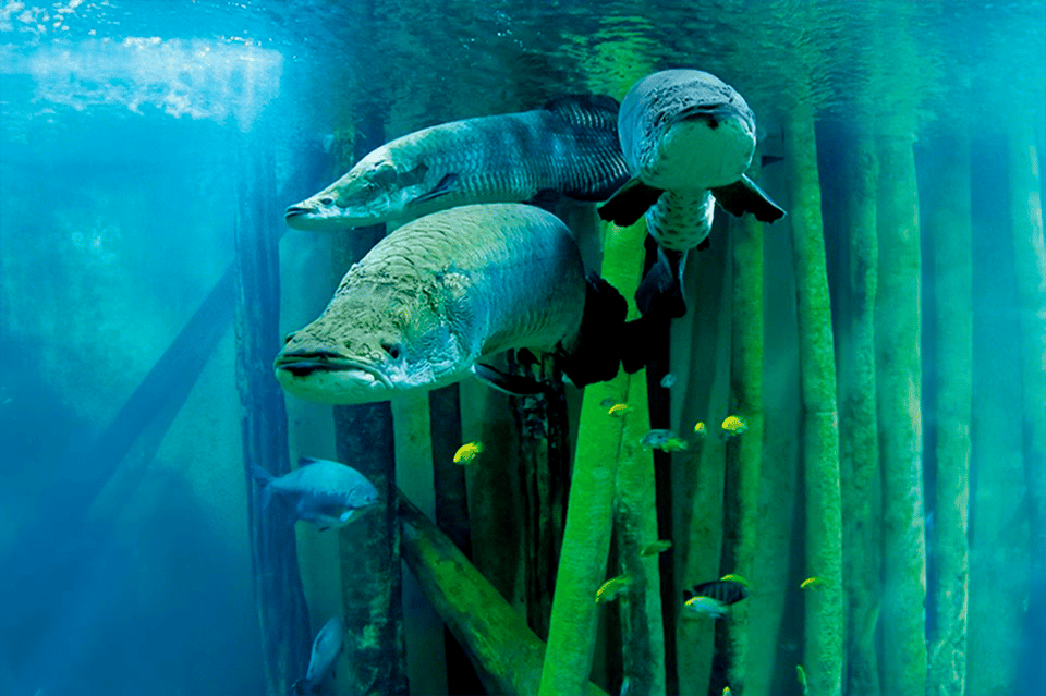 Zaragoza : Aquarium entry ticket - What you’ll see: 8,000 m², 70 tanks, and five river worlds